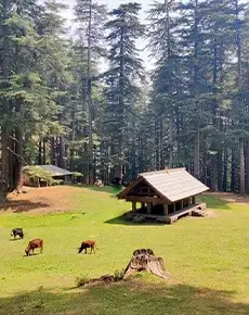Best Jibhi Tirthan Valley Tour Package 5 Night 6 Days